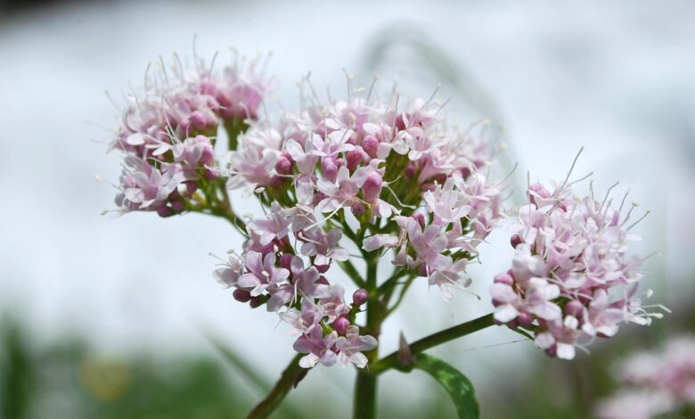 Valeriana - Calmante natural em Plantas & Vitaminas Valeriana - Calmante natural