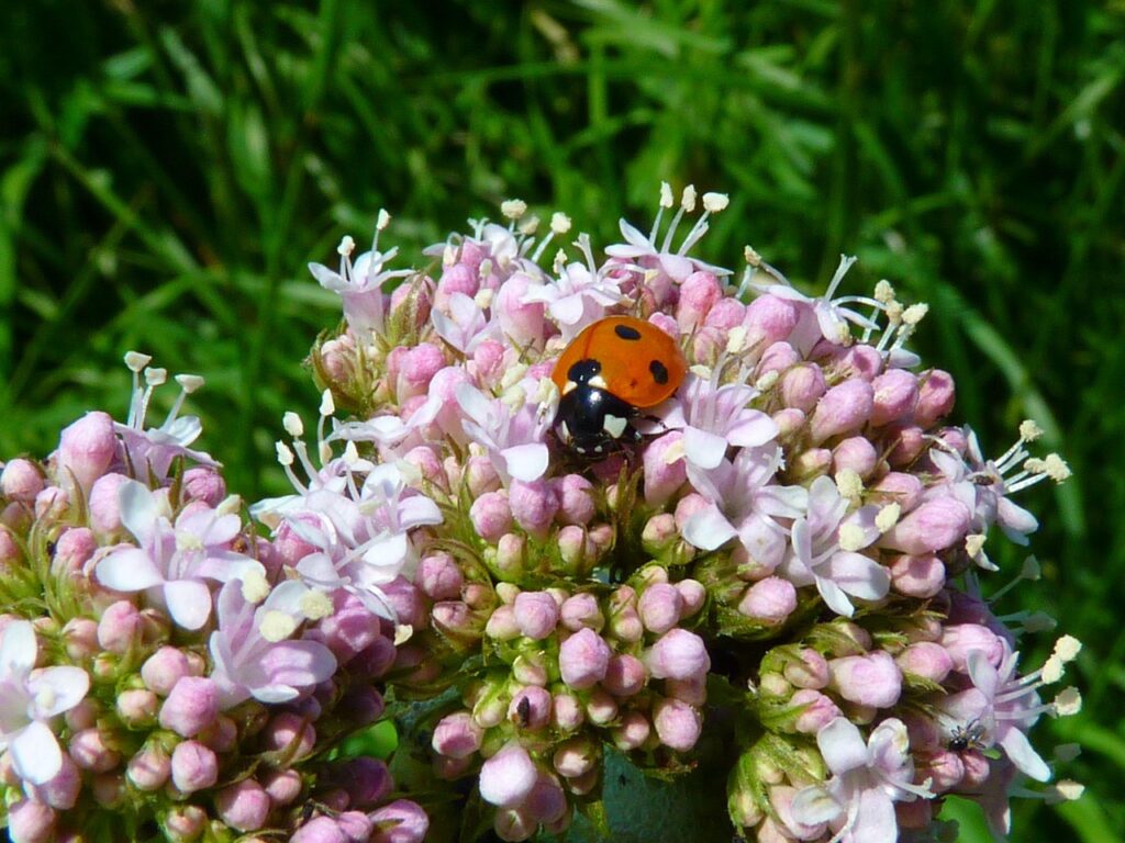 Valeriana - Calmante natural em Plantas & Vitaminas Valeriana - Calmante natural