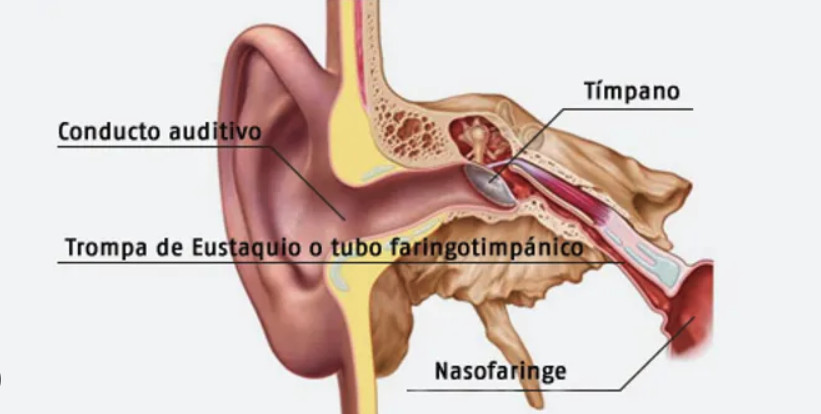 Trompa de Eustáquio: Localização, Problemas Comuns e Tratamentos em Corpo trompa de eustáquio