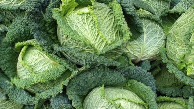 Descubra o Poder das Couves: Ricas em Ferro, Antioxidantes e Benefícios Incríveis para a Saúde em Vários Artigos Descubra o Poder das Couves: Ricas em Ferro, Antioxidantes e Benefícios Incríveis para a Saúde