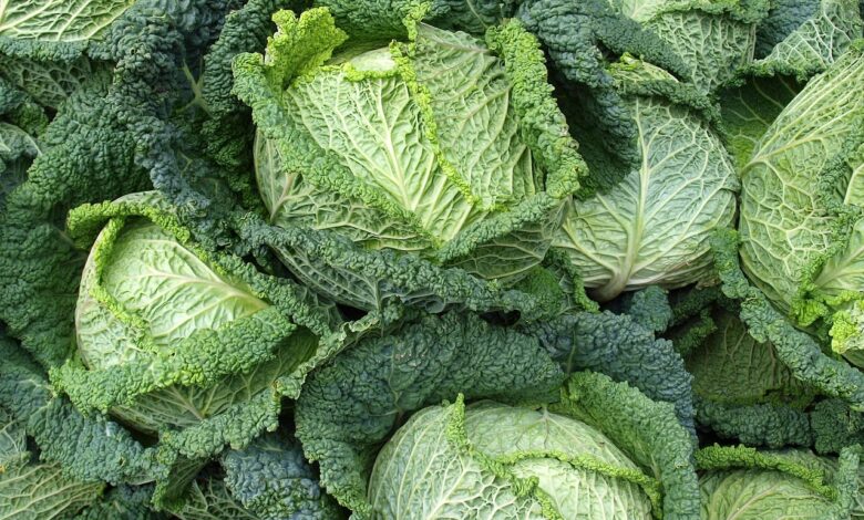 Descubra o Poder das Couves: Ricas em Ferro, Antioxidantes e Benefícios Incríveis para a Saúde em Vários Artigos Descubra o Poder das Couves: Ricas em Ferro, Antioxidantes e Benefícios Incríveis para a Saúde