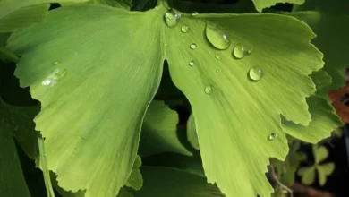 Ginkgo Biloba: Efeitos Cognitivos Exclusivos e Seguros