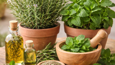 Alecrim e Hortelã: Ervas Terapêuticas Imperdíveis em Plantas & Vitaminas Alecrim e Hortelã: Ervas Terapêuticas Imperdíveis